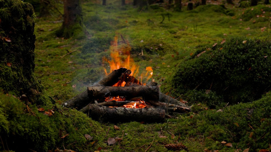 Kąpiele leśne – naturalna terapia dla zdrowia