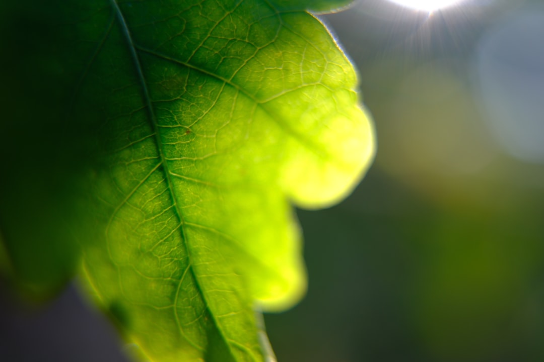 Przełom w fotosyntezie: sztuczna produkcja energii.